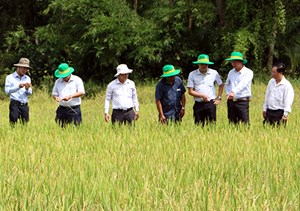 Mô hình nông nghiệp thông minh ở tỉnh Hậu Giang (31/10/2019)